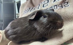 Guinea Pig rodents for sale: Peruvian and short haired sows for sale  - Image 3