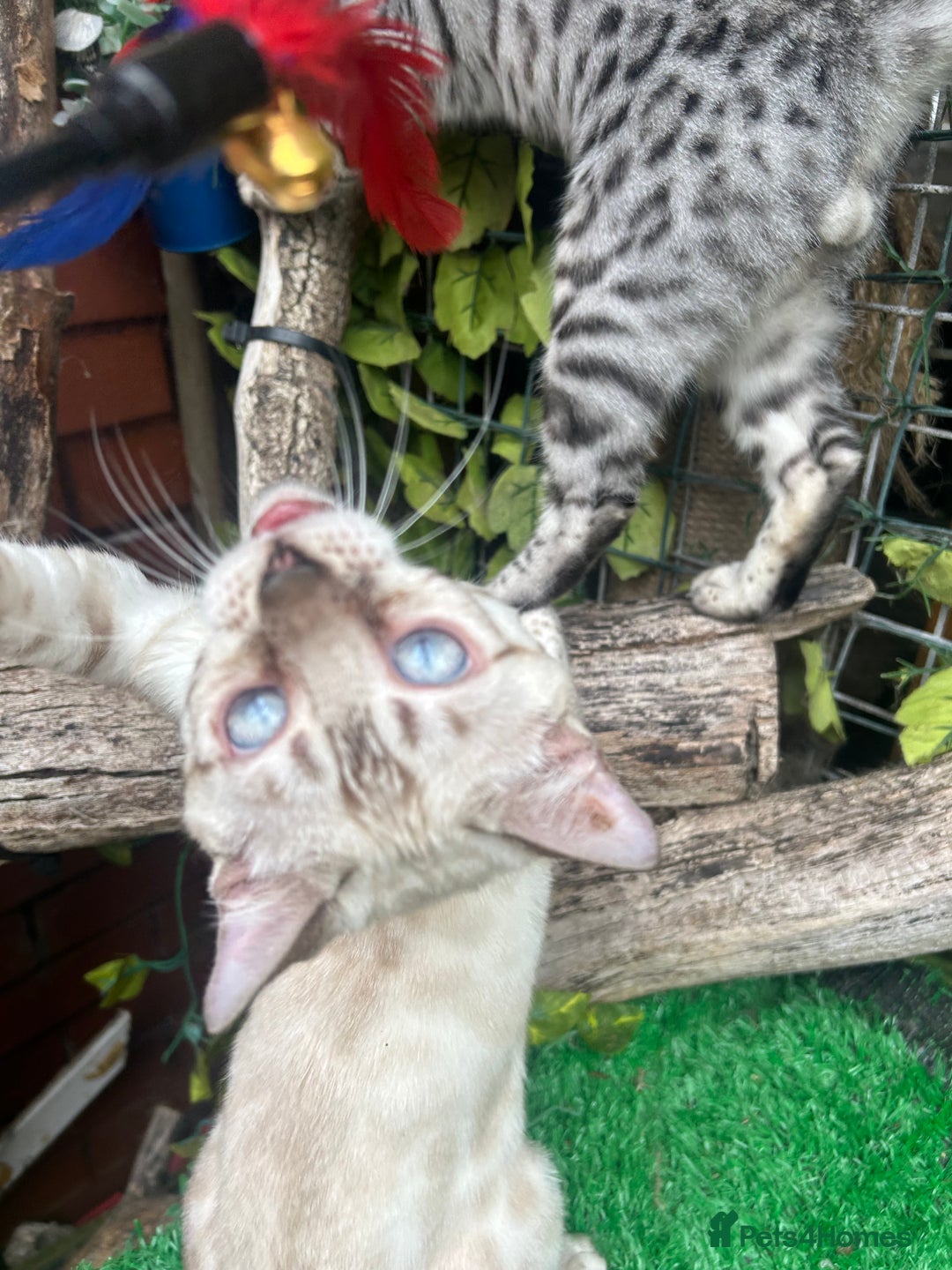 Bengal cats for sale: Unbelievably friendly TICA reg kittens  - Image 6