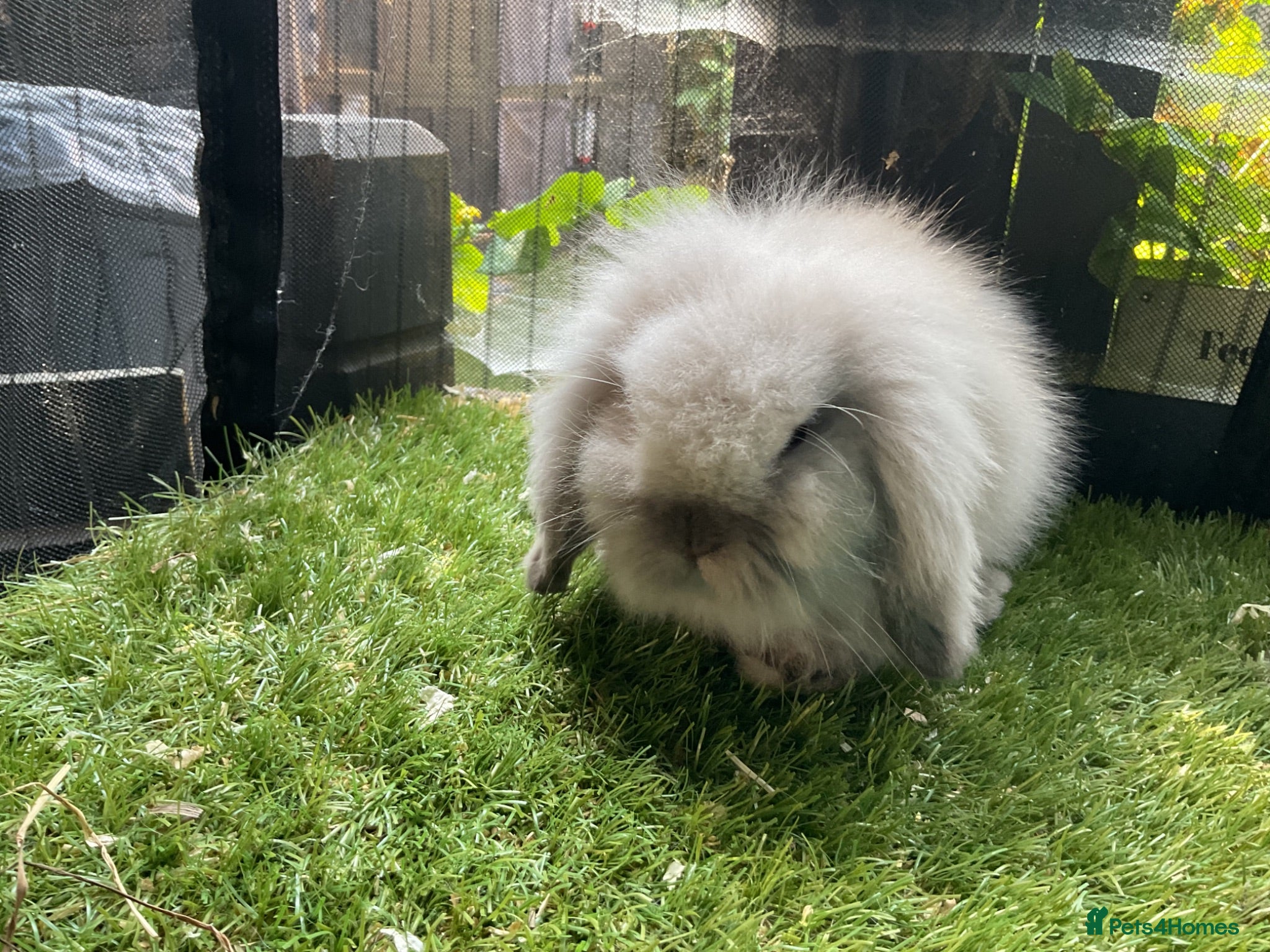 Mini Lop rabbits Seal point & sable mini lion lop baby rabbits - Advert 21