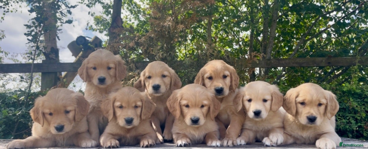 Golden Retriever dogs KC Reg Golden Retriever Puppies Health Tested  - Advert 2