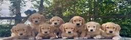 Golden Retriever dogs for sale: KC Reg Golden Retriever Puppies Health Tested  - Advert 1