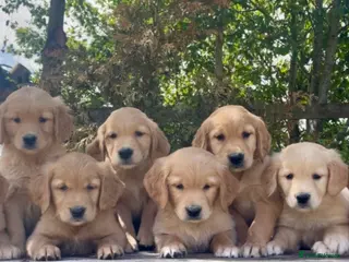 Golden Retriever dogs KC Reg Golden Retriever Puppies Health Tested - Advert 1