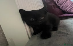 British Shorthair cats for sale: British Blue Cross.  - Image 8