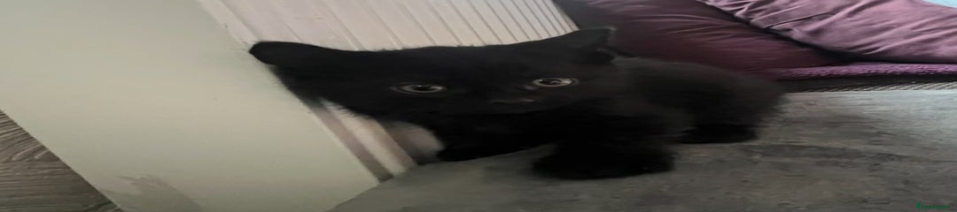 Woody. black boy Shorthair Kitten 