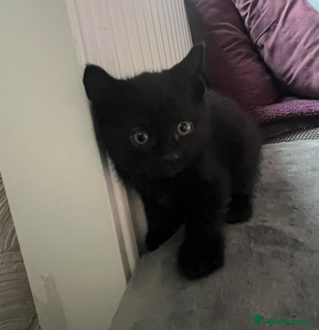 British Shorthair cats for sale: British Blue Cross.  - Image 8