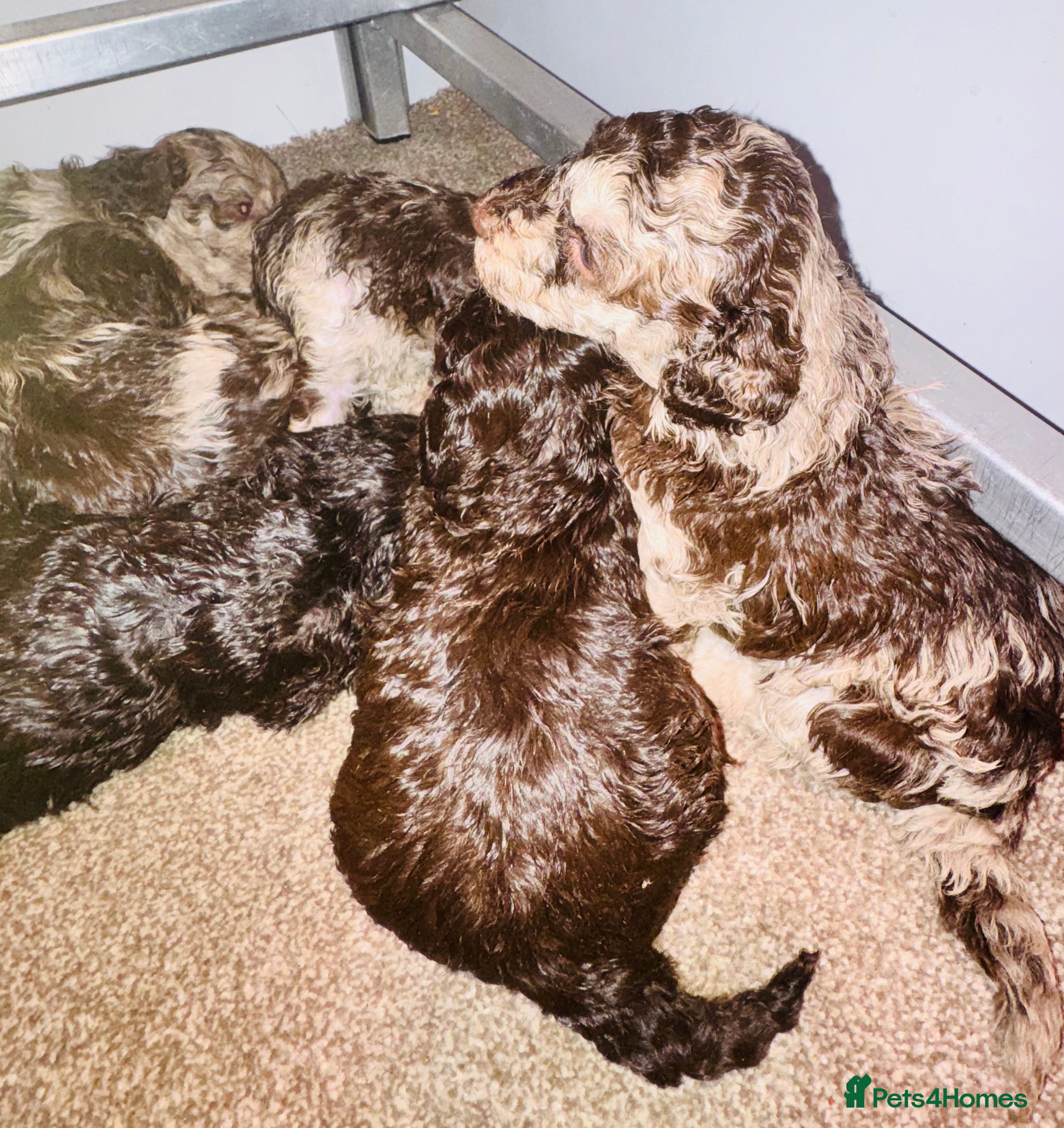 Cockapoo dogs Stunning toy cockerpoo puppies - Advert 3