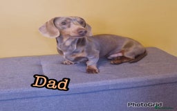 Miniature Dachshund dogs for sale: Kennel club registered dachshund puppys PRA clear  - Image 13