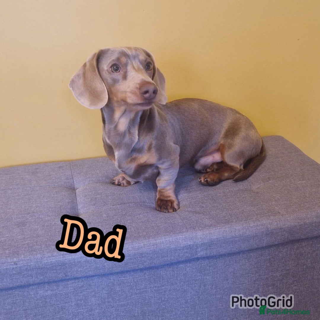 Miniature Dachshund dogs for sale: Kennel club registered dachshund puppys PRA clear  - Image 13