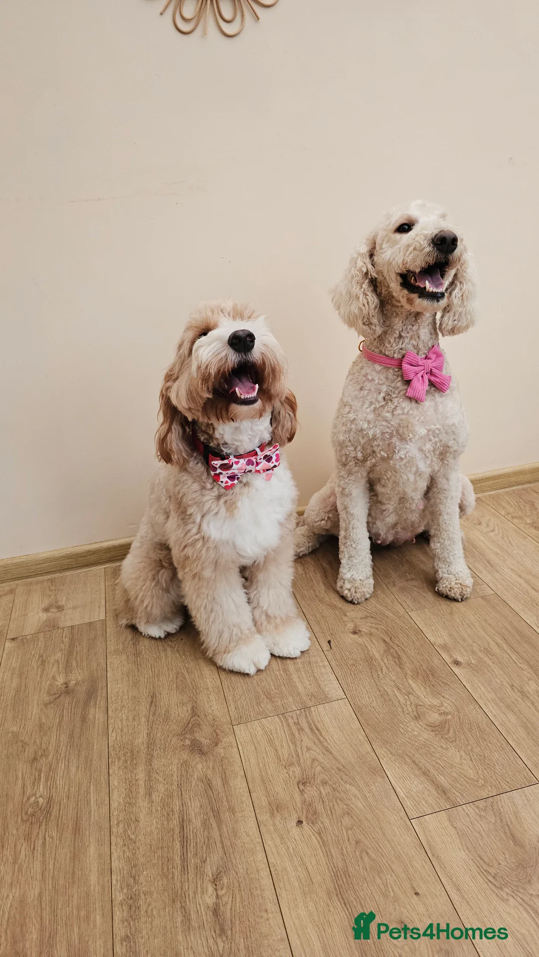 Australian Labradoodle dogs for sale: STUNNING LITTER OF AUSTRALIAN LABRADOODLES  - Advert 18