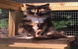 Mixed Breed cats for sale: 3 beautiful kittens available  - Image 12