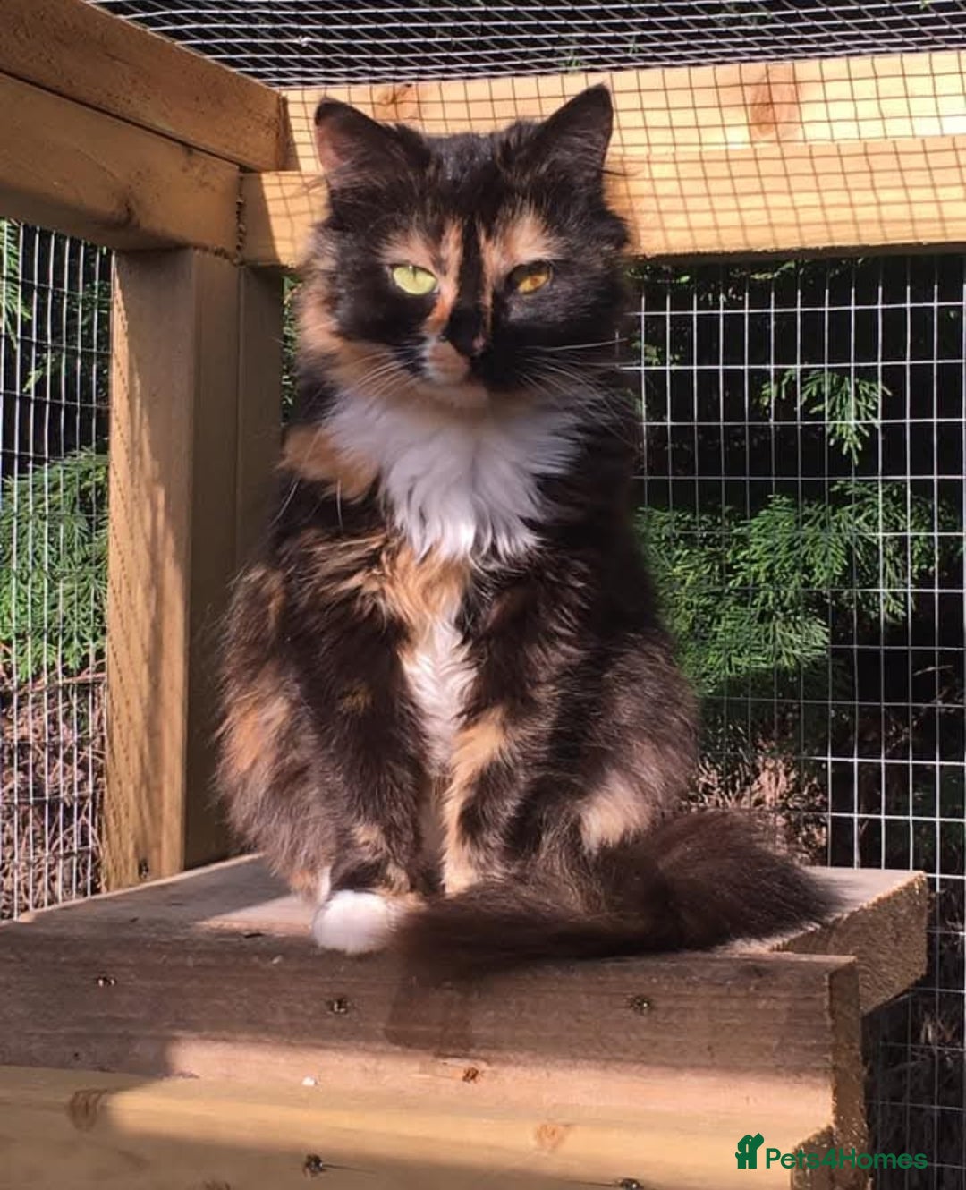 Mixed Breed cats for sale: 3 beautiful kittens available  - Image 12