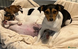 Jack Russell dogs for sale: 3 STUNNING JACK RUSSLE PUPPIES  - Image 4