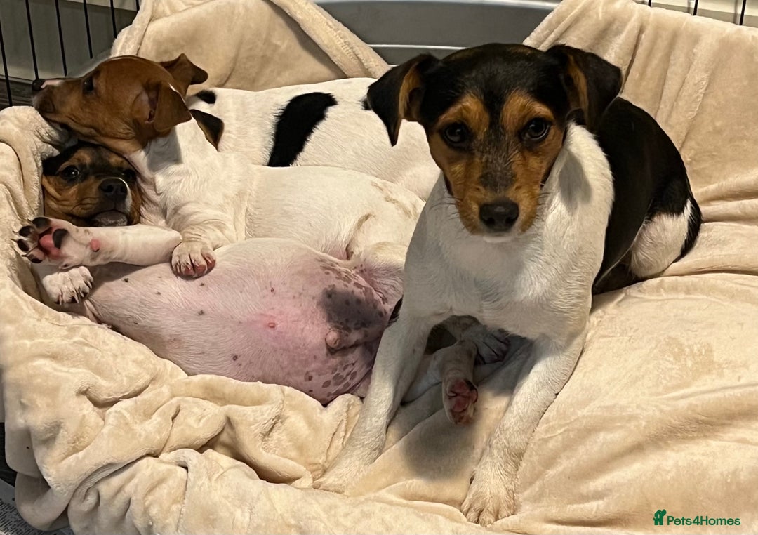 Jack Russell dogs for sale: 3 STUNNING JACK RUSSLE PUPPIES  - Image 4