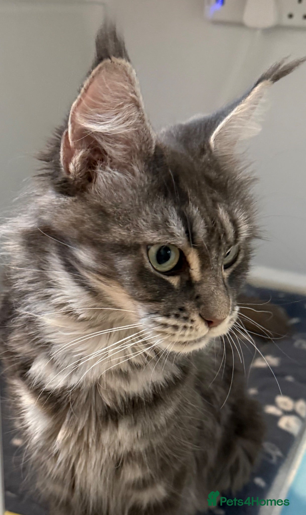Maine Coon cats Beautiful Maine Coon kittens purebred  - Advert 3