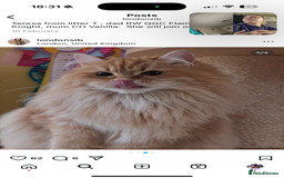 Siberian cats for sale: Red Female Siberian - Image 2