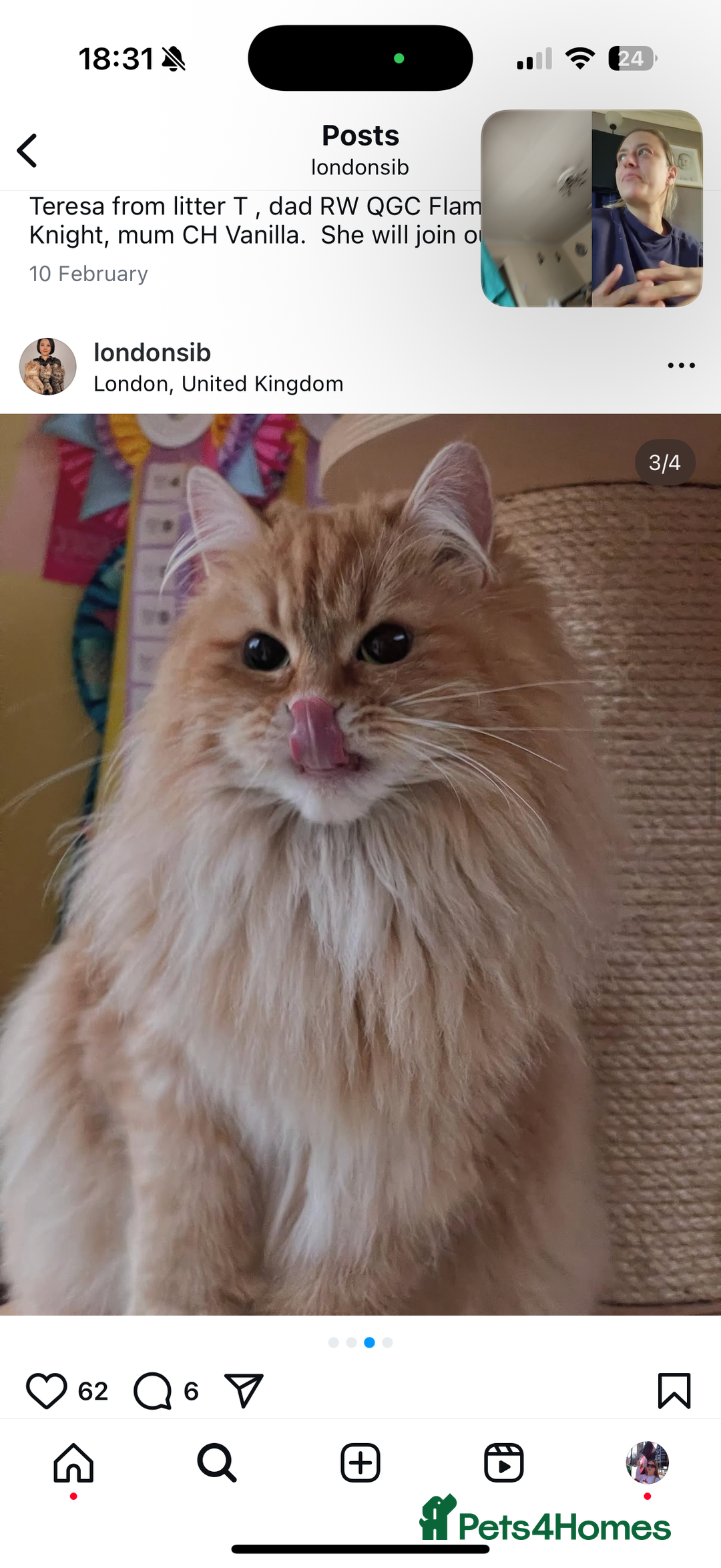 Siberian cats for sale: Red Female Siberian - Image 2