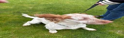 Sprocker dogs for sale: Honey – Sprocker Spaniel for Sale in Wigton - Advert 12