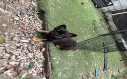 French Bulldog dogs for sale: Beautiful French bulldog girls (ready now) - Image 14