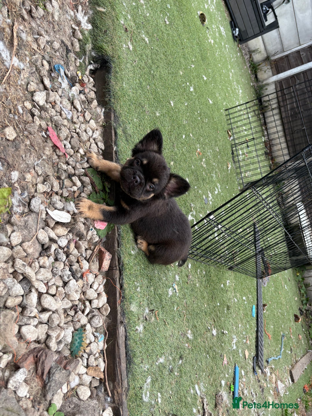 French Bulldog dogs for sale: Beautiful French bulldog girls (ready now) - Image 14