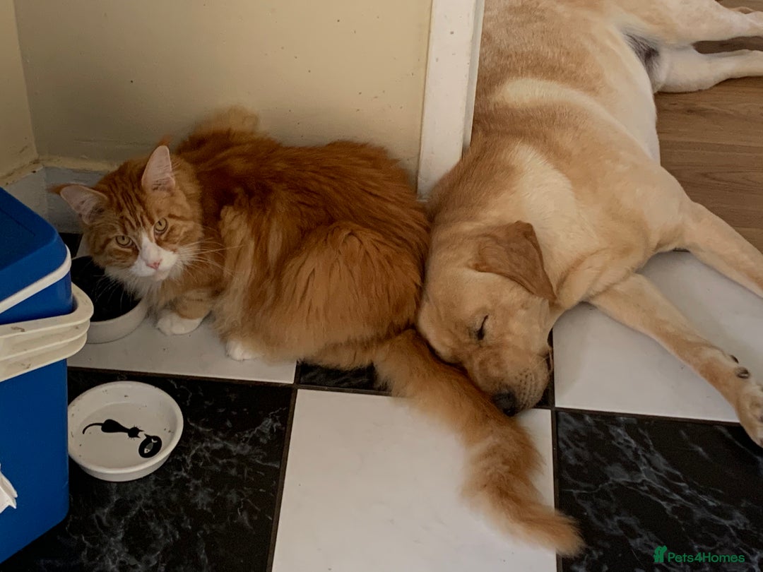 Labrador Retriever dogs for stud: Healthy Labrador for stud - Advert 6