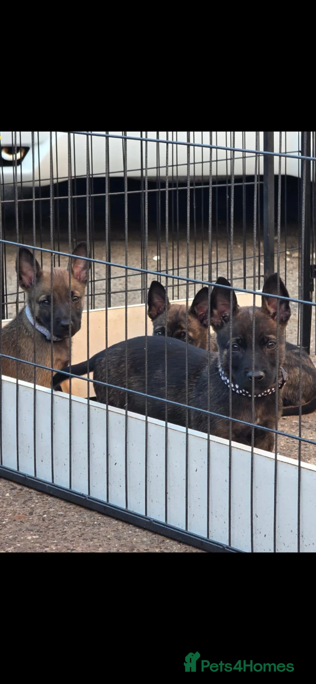 Belgian Shepherd Dog dogs for sale: 5 BEAUTIFUL WORKING-LINE  - Advert 2