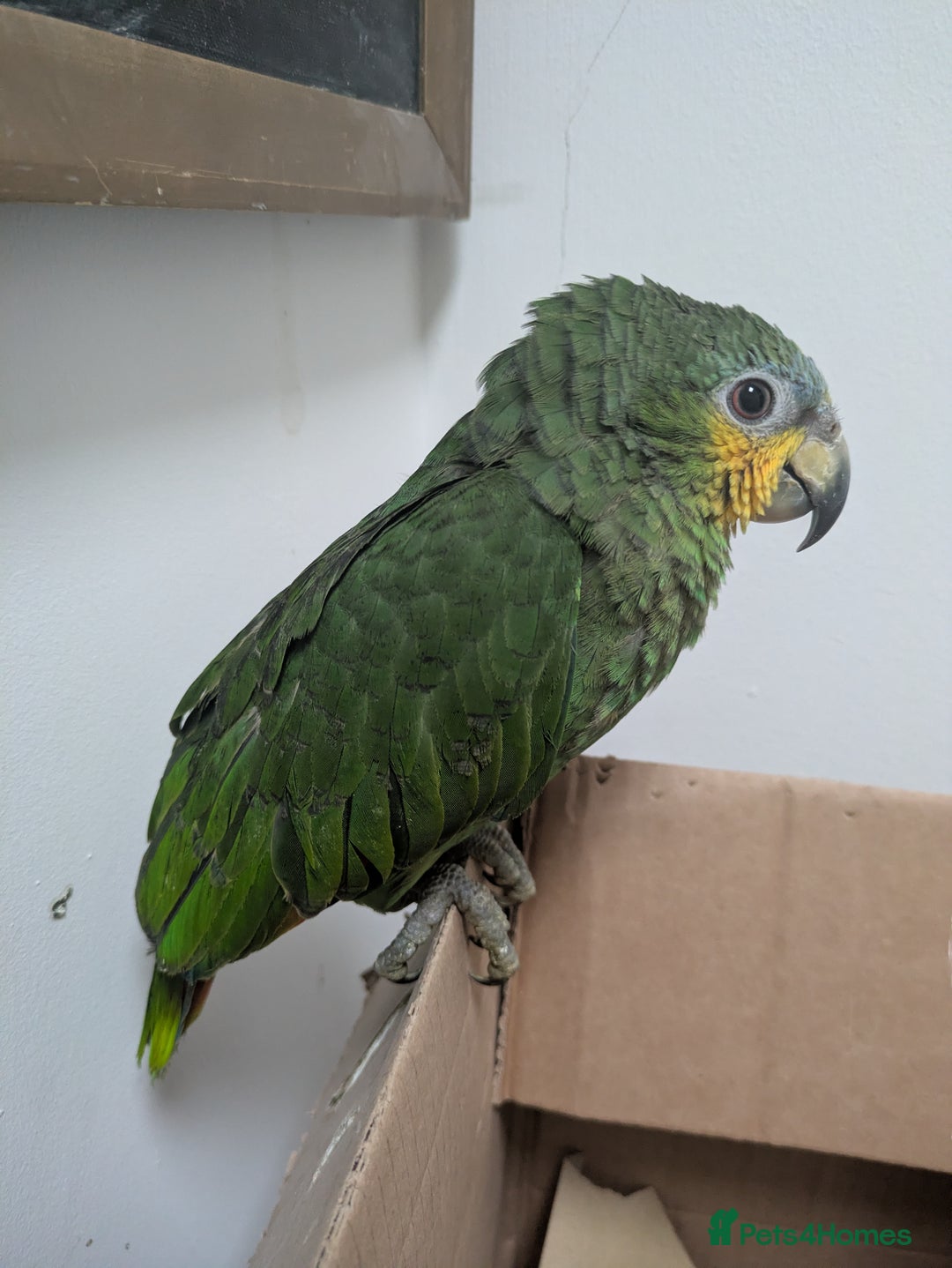 Parrots birds for sale: Orange winged Amazon friendly baby - Advert 9