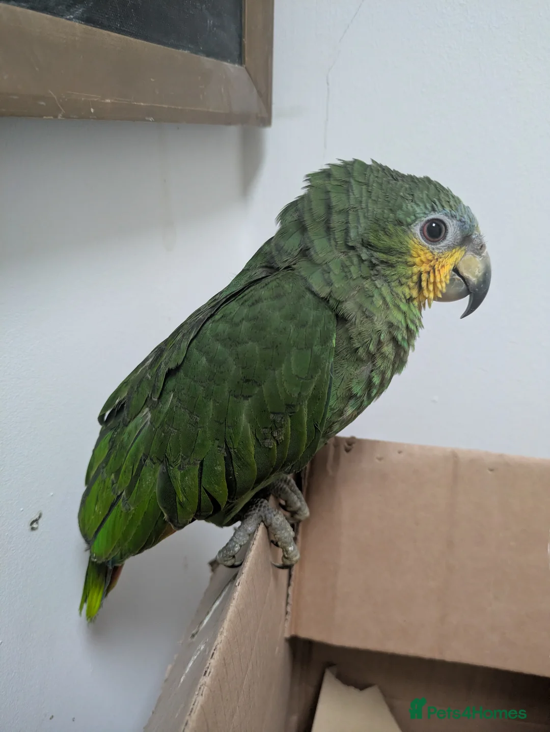 Parrots birds for sale: Orange winged Amazon friendly baby - Advert 9