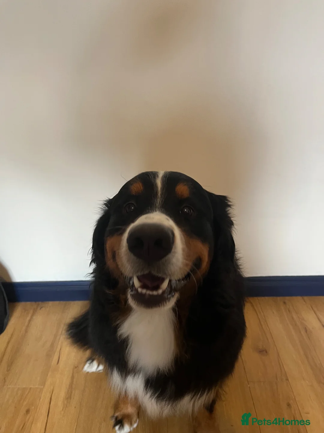 Bernese Mountain Dog dogs for stud: Toby  in Craigavon - Advert 2