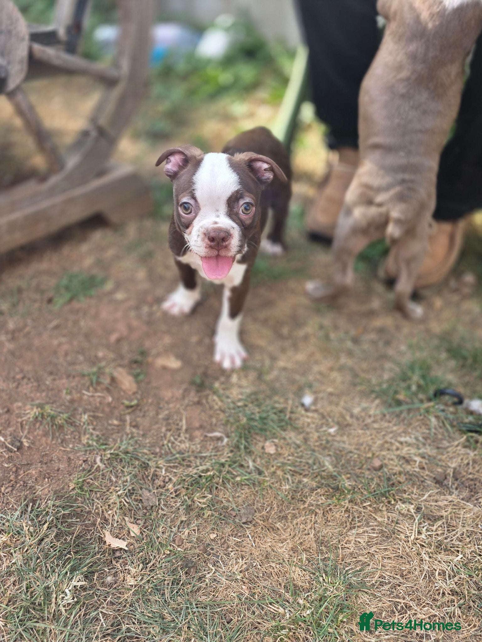 Boston Terrier dogs Beautiful Bostons 🌸 - Advert 2