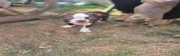 Boston Terrier dogs for sale: Beautiful Bostons 🌸 - Advert 6
