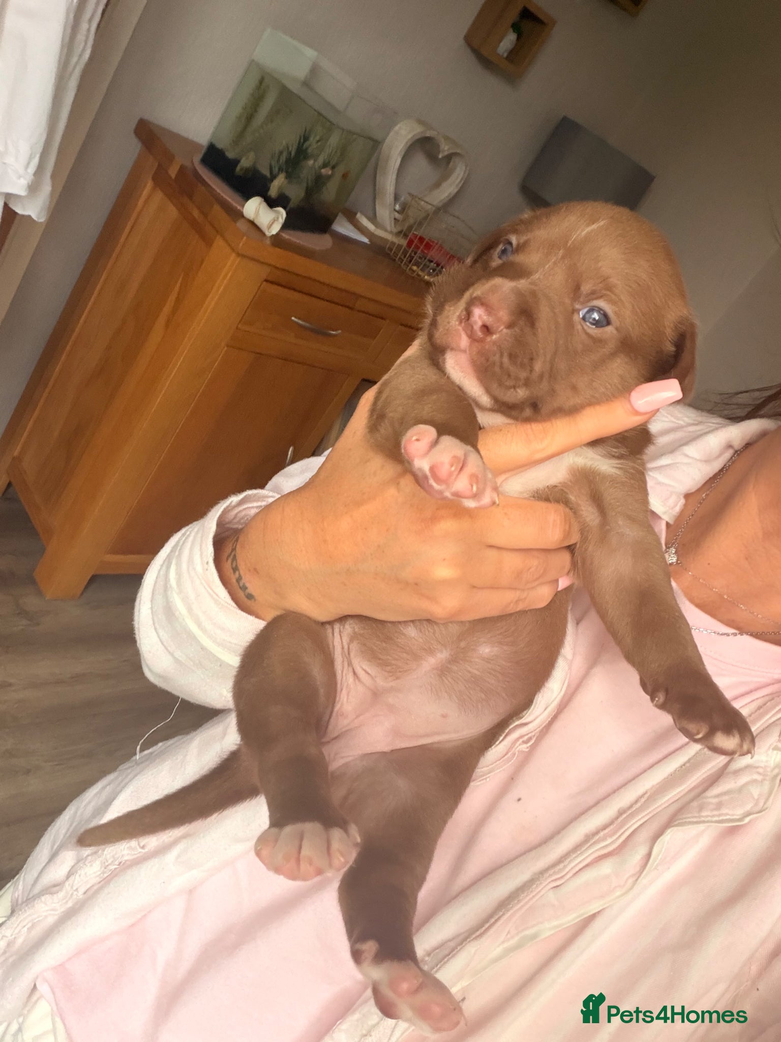 Mixed Breed dogs for sale: 2 female puppies  - Advert 3