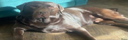 Labrador Retriever dogs for stud: Beautiful KC Reg Chocolate Lab  - Advert 1