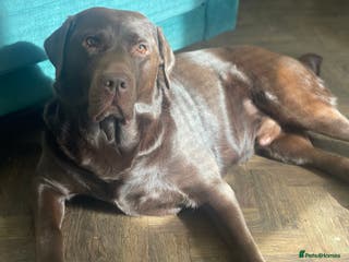 Labrador Retriever dogs Beautiful KC Reg Chocolate Lab - Advert 12