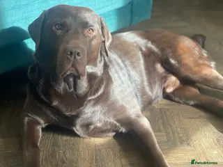 Labrador Retriever dogs Beautiful KC Reg Chocolate Lab - Advert 1