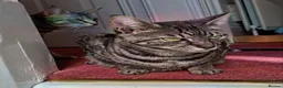 Savannah cats for sale: TICA Reg F4 Silver & Black Marbled Savannah  - Advert 2