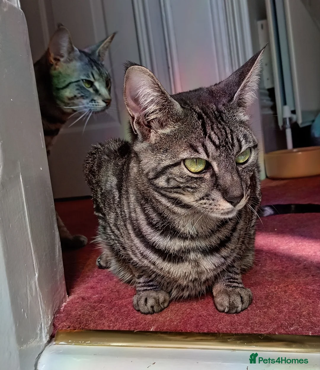 Savannah cats for sale: TICA Reg F4 Silver & Black Marbled Savannah  - Advert 2