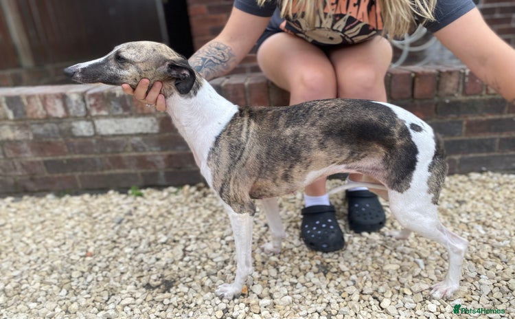Whippet dogs - Advert 1