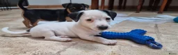 Jack Russell dogs for sale: Jack russel puppies one boy left - Advert 13