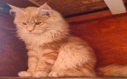 Ragcoon cats for sale: Stunning ragcoons - Image 9