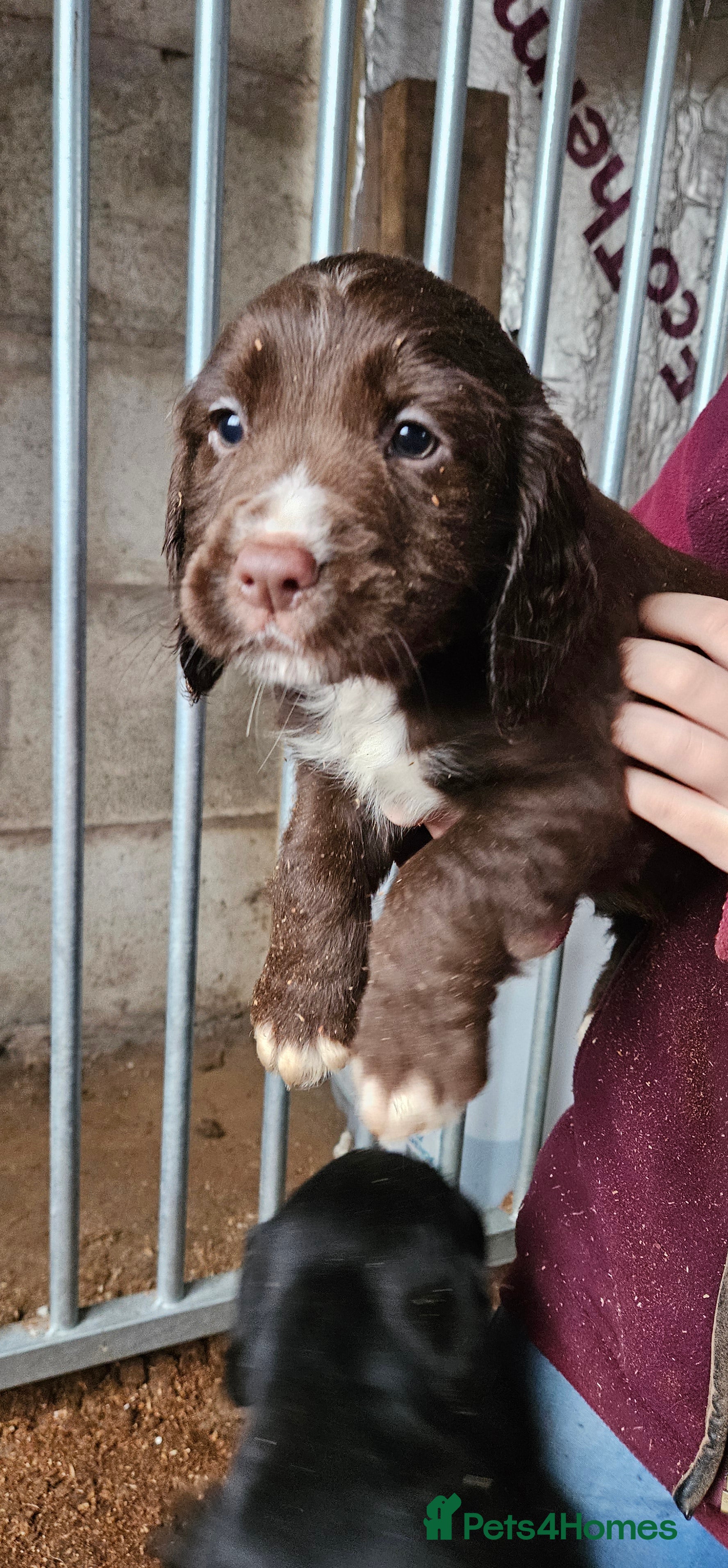 Cocker Spaniel dogs Fantastically well bred working cocker spaniels  - Advert 1