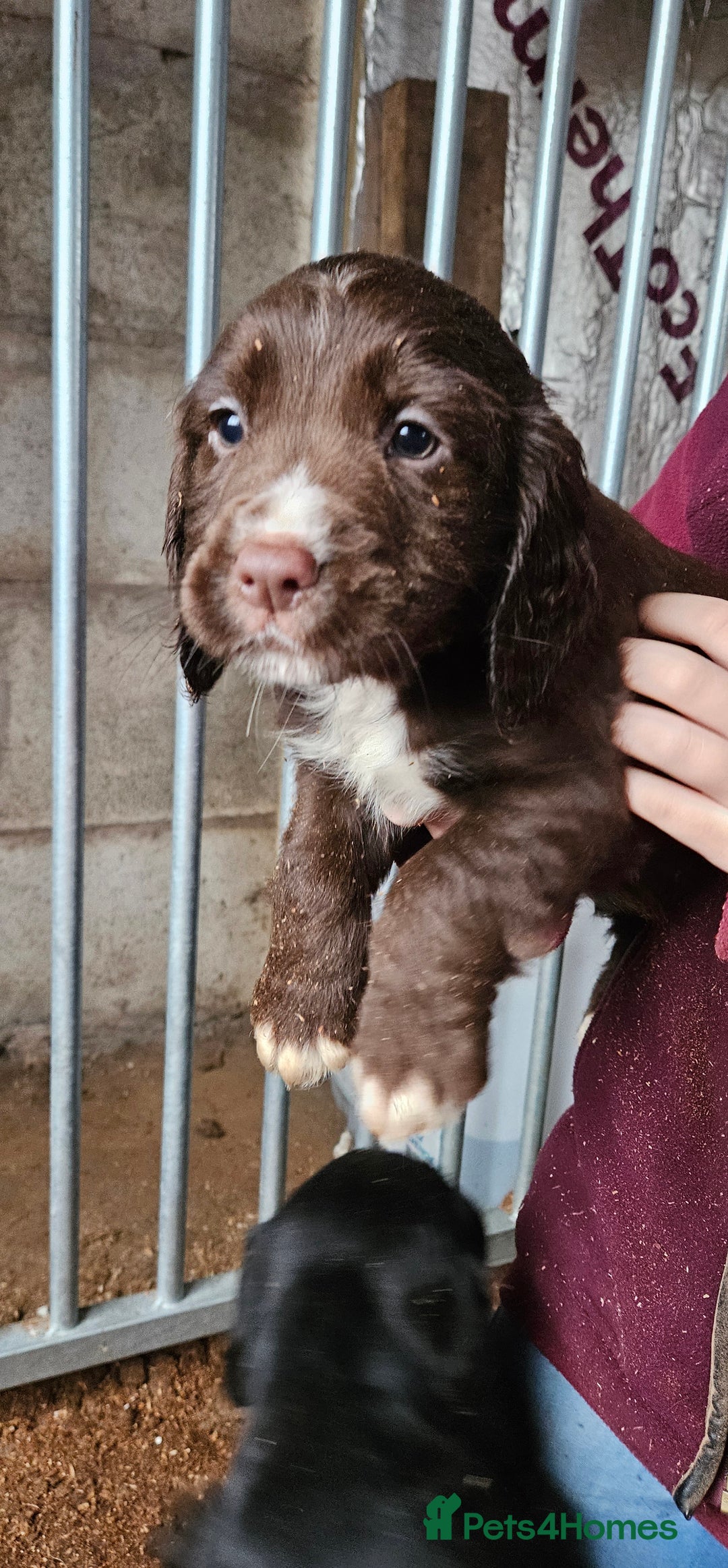 Cocker Spaniel dogs for sale: Fantastically well bred working cocker spaniels  - Advert 1