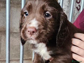 Cocker Spaniel dogs Fantastically well bred working cocker spaniels - Advert 9