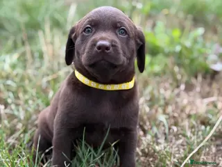 Labrador Retriever dogs for sale: Waiting list open Labrador puppies due next week - Advert 2