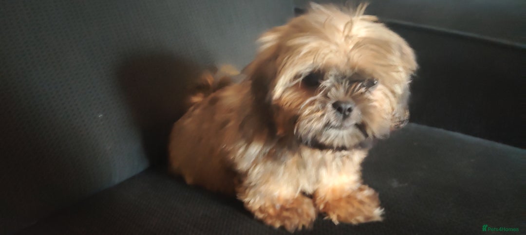 Shih Tzu dogs for sale: Half Imperial Shihtzu Pups (Karashishi Lines)  - Image 1