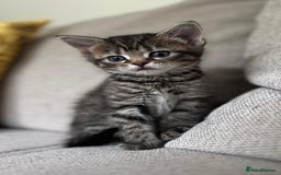 Mixed Breed cats for sale: 5 Beautiful fluffy kittens ready to be re-homed ❤️ - Image 22