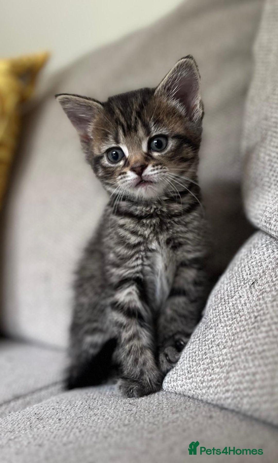 Mixed Breed cats for sale: 5 Beautiful fluffy kittens ready to be re-homed ❤️ - Image 22