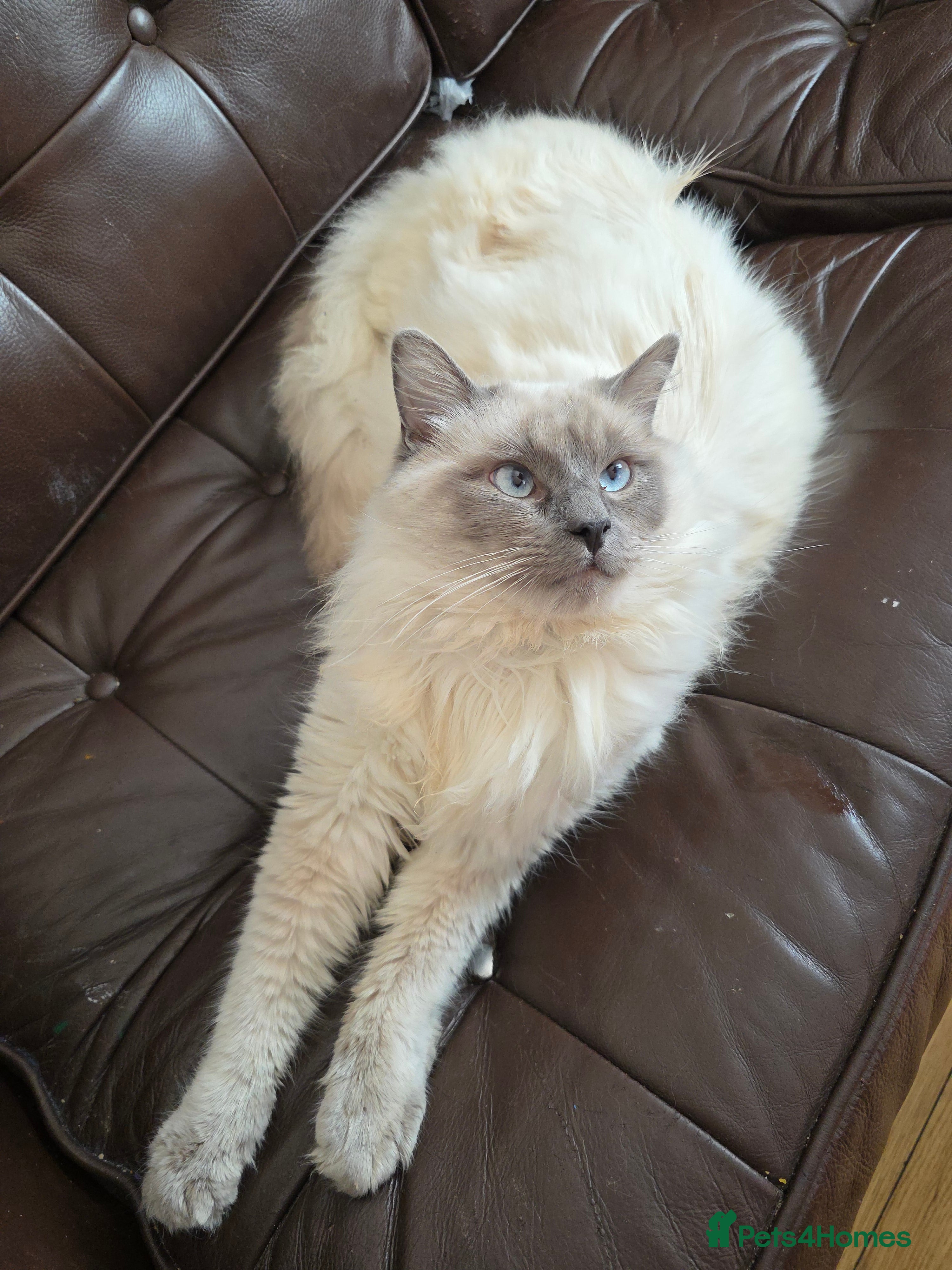 Mixed Breed cats Wonderful family male cat, persian mixed - Advert 2
