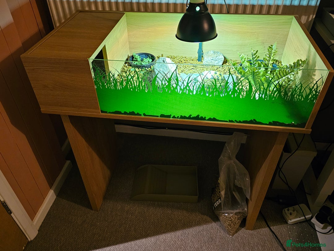 Tortoise reptiles for sale: Horsefield Tortoise 3 years old with table & lamp - Advert 1