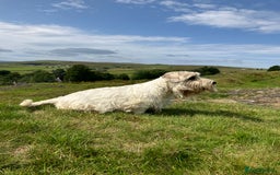 Sealyham Terrier dogs for sale: Quality KC registered Sealyham Terrier pups - Image 17