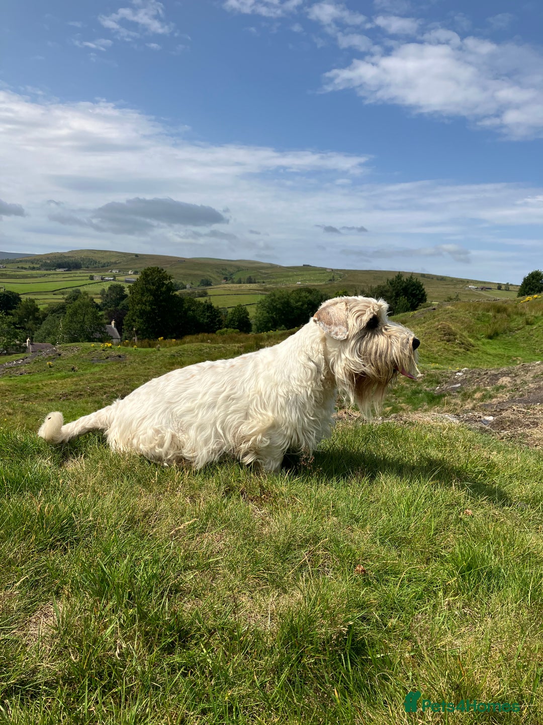 Sealyham Terrier dogs for sale: Quality KC registered Sealyham Terrier pups - Image 17